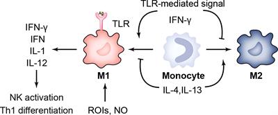 Insights into innate immune cell evasion by Chlamydia trachomatis